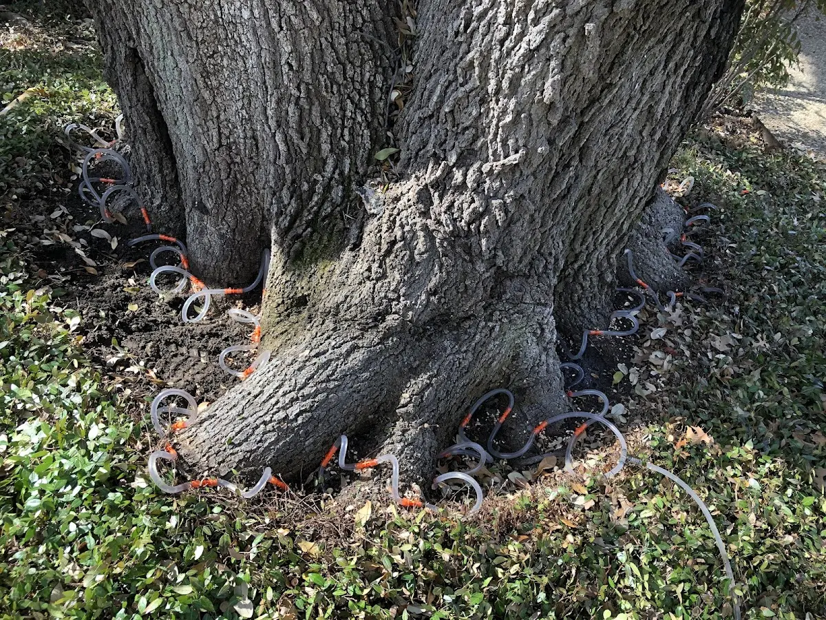 Detailed Tree Cabling and Bracing job site in Tifton