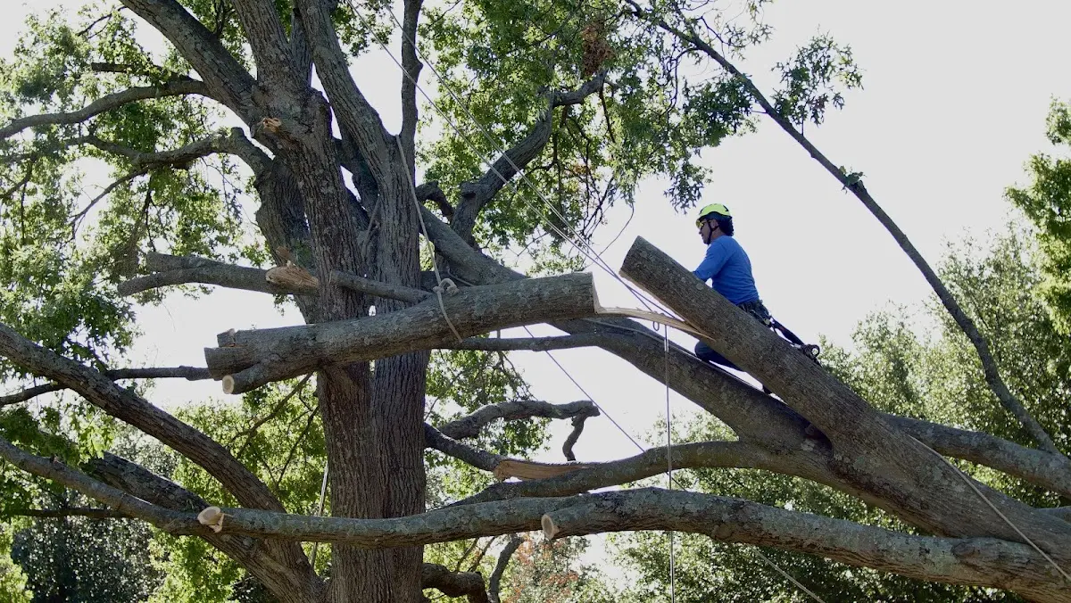 Professional Crown Thinning performed by certified arborists in Tifton