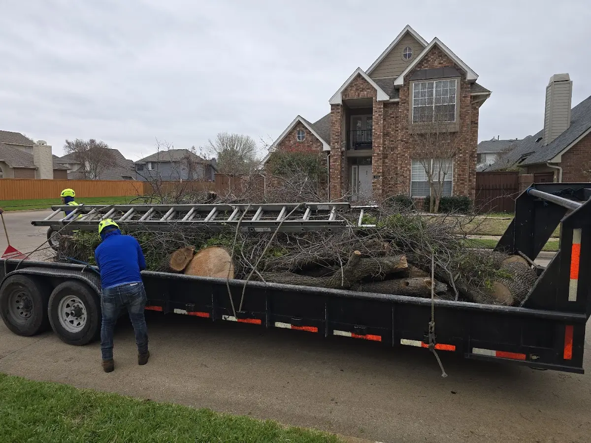 Expert Deadwooding with proper safety equipment in Tifton